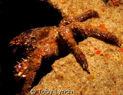Spider Crab found  just hanging inside the haul of the Sa... by Toby Lynch 